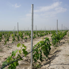 Spain Style Grape Manor Metal Vineyard Trellis Posts 2.4m H For Vine Plants