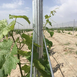 Spain Style Grape Manor Metal Vineyard Trellis Posts 2.4m H For Vine Plants
