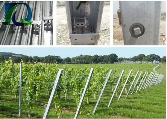 1.5 মিমি 54X30 মিমি গ্রেপ ট্রেলিস 2 সাইড এইচ হোল সহ পোস্ট Post