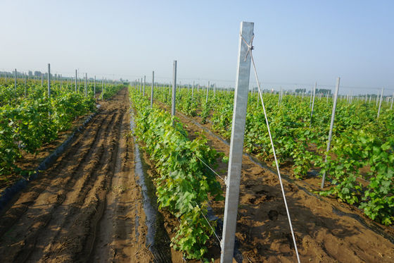 8 ফুটে গ্যালভানাইজড এইচ হোল প্রকার 2 মিমি দ্রাক্ষাক্ষেত্র ট্রেলিস পোস্ট