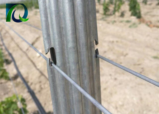 স্টিল ধাতু 1.8 মিটার দ্রাক্ষাক্ষেত্র ট্রেলিস 1.6-3.0 মিমি তারের জন্য পোস্ট করে